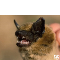 گونه خفاش سروتین آناتولی Anatolian Serotine 